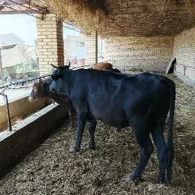 okuzler