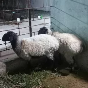 Goÿun işşek