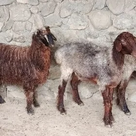 Goyun
