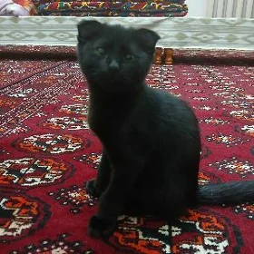 Шотландская кошка