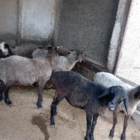 İşek