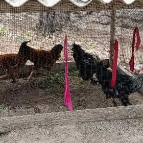 Arassa gan Brahma horozlar
