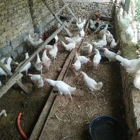 tovuklar