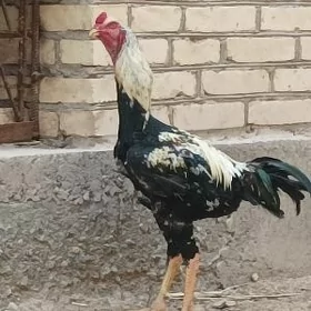 Horaz