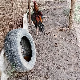 Байсов хораз