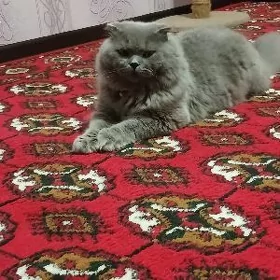 Том