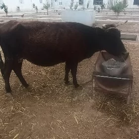 Голели сыгыр