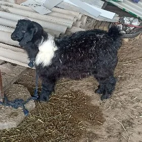 ÇEBİŞ