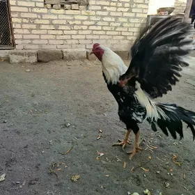 Kipir
