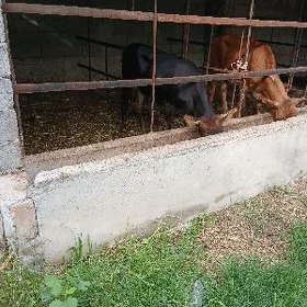 Tüwe