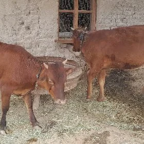 gulajyn gole