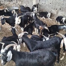 Erkeçler