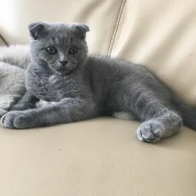 вислоухий котёнок, pişik