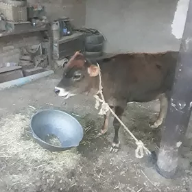 goleli sygyr