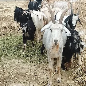 oğlakly geçi