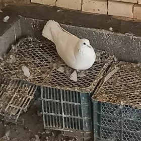 kepderi ucurymlar un