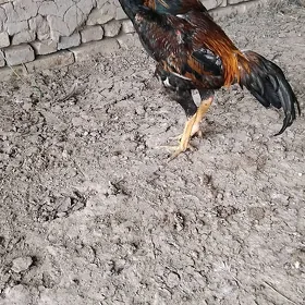 bayes paroda horaz taşkent