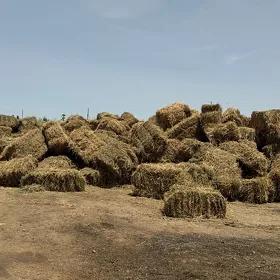 Yorunja ot kip