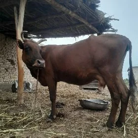 Sygyr