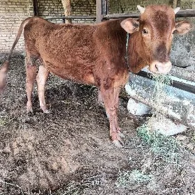 öküz