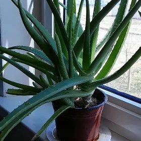 Aloe