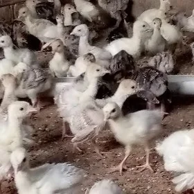induk jüýje