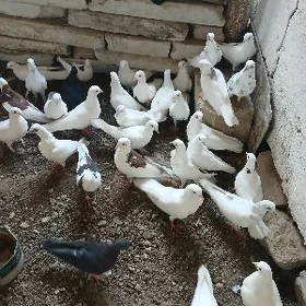 kepderi