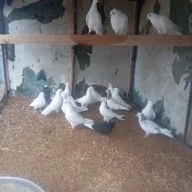 Kepderri
