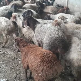 gysar goç
