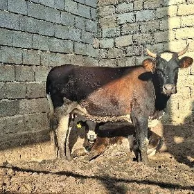 Göleli Sygyr