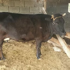 Bogaz sygyr