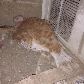 induk kùrçùgip yatan