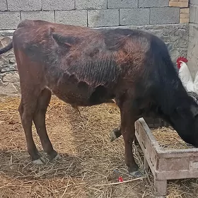 Şwes Öküz