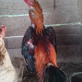 horaz