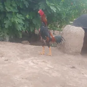 horaz