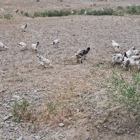 Towyk