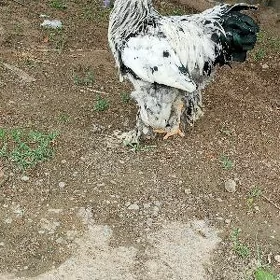 brama horaz