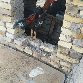 DekanDekan