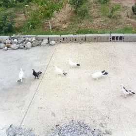 Kepderi