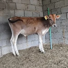 ŠWES OKUZ TUWE