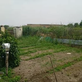 satlyk daca