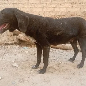 Awçy küçük