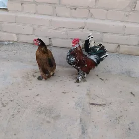 Yaponcik