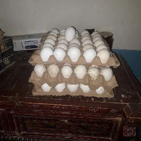 Индук Юмуртка