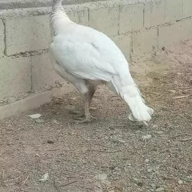 kürk induk