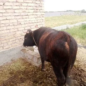 öküz