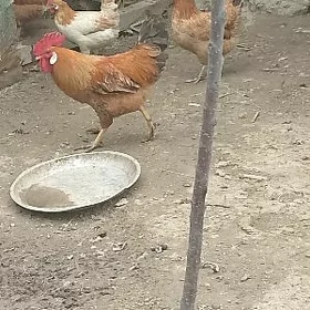 Horaz