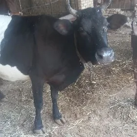 Göleli sygyr. GALSTEÝN