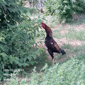 horaz paroda