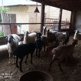 Кочкарлар
